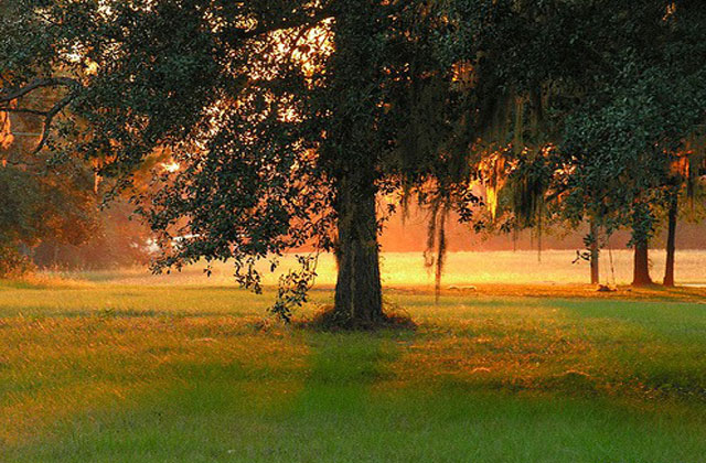 Arbol